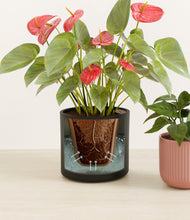 Load image into Gallery viewer, Midnight Rose stand:all
