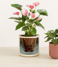 Load image into Gallery viewer, Blush Ivory stand:all
