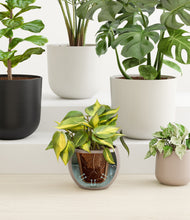 Load image into Gallery viewer, Mountain Top stand:all
