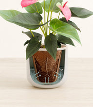 Load image into Gallery viewer, Snowdrift White stand:all
