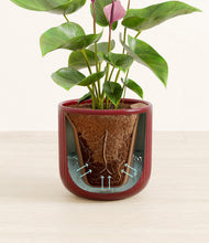 Load image into Gallery viewer, Striped Cherry Red stand:all
