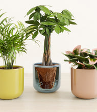 Load image into Gallery viewer, Pixie Petals stand:all

