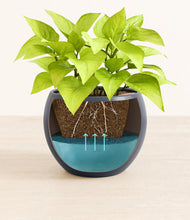 Load image into Gallery viewer, -
