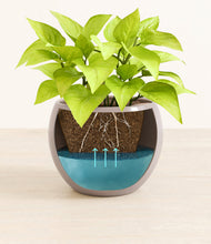 Load image into Gallery viewer, -
