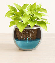 Load image into Gallery viewer, -
