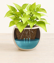 Load image into Gallery viewer, -
