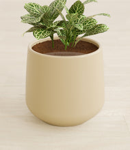 Load image into Gallery viewer, Almond Green stand:all
