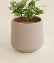 Load image into Gallery viewer, Eternal Gray stand:all
