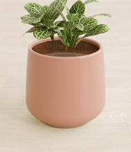 Load image into Gallery viewer, Calm Rose stand:all
