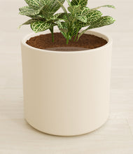 Load image into Gallery viewer, Cream stand:all
