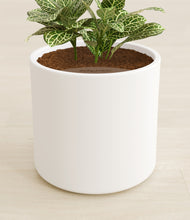 Load image into Gallery viewer, White stand:all
