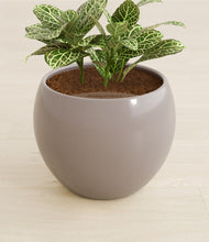 Load image into Gallery viewer, Eternal Gray stand:all
