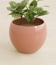 Load image into Gallery viewer, Calm Rose stand:all
