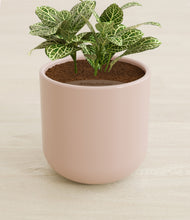 Load image into Gallery viewer, Sandy Pink stand:all
