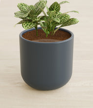 Load image into Gallery viewer, Iron Gray stand:all
