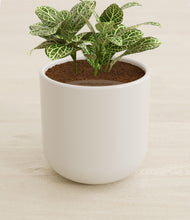 Load image into Gallery viewer, Cotton White stand:all
