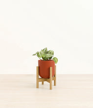 Load image into Gallery viewer, Earth Red stand:bamboo
