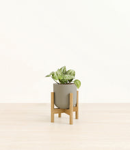 Load image into Gallery viewer, Sage Green stand:bamboo
