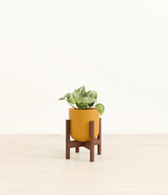 Load image into Gallery viewer, Sunset Orange stand:walnut
