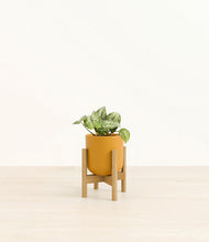 Load image into Gallery viewer, Sunset Orange stand:bamboo
