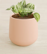 Load image into Gallery viewer, Gentle Pink stand:all
