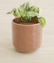 Load image into Gallery viewer, Hammered Peach Pink stand:all
