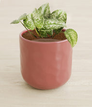Load image into Gallery viewer, Hammered Rose Pink stand:all
