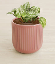 Load image into Gallery viewer, Striped Rose Pink stand:all
