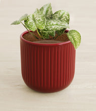 Load image into Gallery viewer, Striped Cherry Red stand:all
