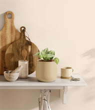 Load image into Gallery viewer, Almond Green
