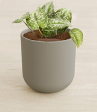 Load image into Gallery viewer, Sage Green stand:all
