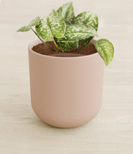 Load image into Gallery viewer, Sandy Pink stand:all
