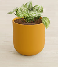 Load image into Gallery viewer, Sunset Orange stand:all
