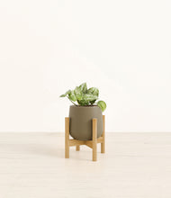 Load image into Gallery viewer, Olive stand:bamboo
