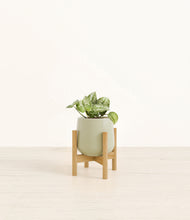 Load image into Gallery viewer, Turquoise stand:bamboo
