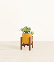Load image into Gallery viewer, Mustard stand:walnut
