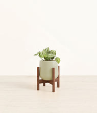 Load image into Gallery viewer, Turquoise stand:walnut
