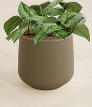 Load image into Gallery viewer, Olive stand:all
