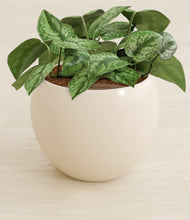 Load image into Gallery viewer, Shiny EggWhite stand:all
