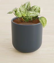 Load image into Gallery viewer, Iron Gray stand:all
