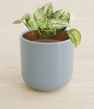 Load image into Gallery viewer, Misty Blue stand:all
