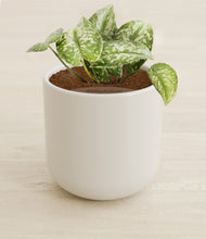 Load image into Gallery viewer, Cotton White stand:all
