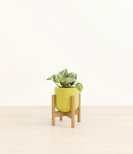 Load image into Gallery viewer, Key Lime Yellow stand:bamboo
