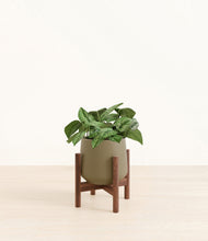 Load image into Gallery viewer, Olive stand:walnut
