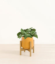 Load image into Gallery viewer, Mustard stand:bamboo

