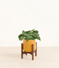 Load image into Gallery viewer, Mustard stand:walnut
