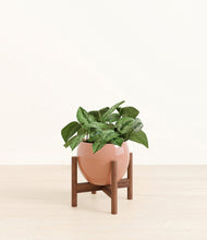 Load image into Gallery viewer, Calm Rose stand:walnut

