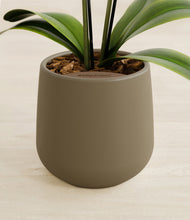 Load image into Gallery viewer, Olive stand:all

