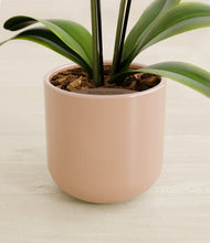 Load image into Gallery viewer, Glossy Pink stand:all
