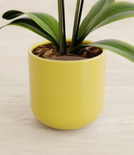 Load image into Gallery viewer, Key Lime Yellow stand:all
